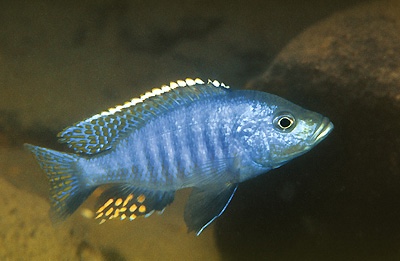 Otopharynx brooksi 'Boadzulu Island'